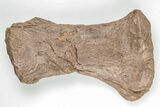 Mosasaur (Platecarpus) Radius Bone - Kansas #197660-1